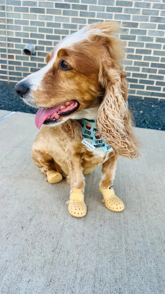 WAGWELLIES by Wag Wear - Dog Shoes